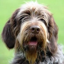 Cane Beccacciaio: addestrarlo alla seguita della Regina